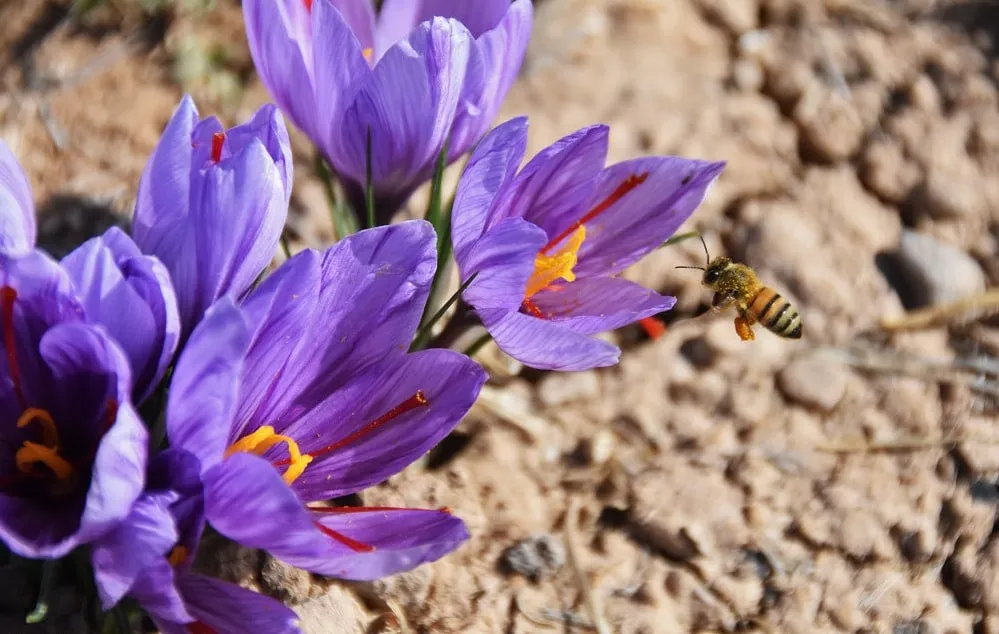 Saffron Benefits for Weight Loss