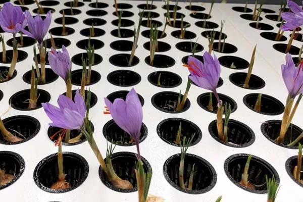Saffron Farm Nutrition