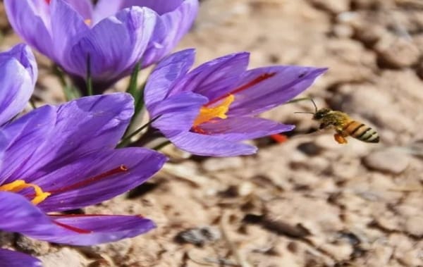 Saffron Health Benefits