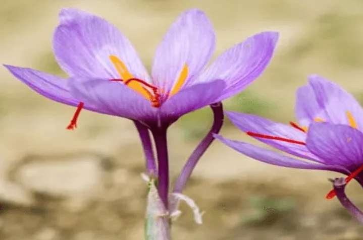 Saffron Health Benefits