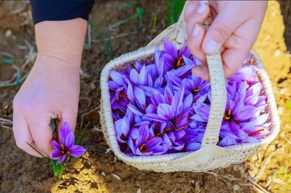 Iranian saffron export to Spain