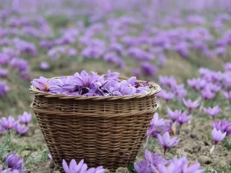 Affordable Iranian saffron