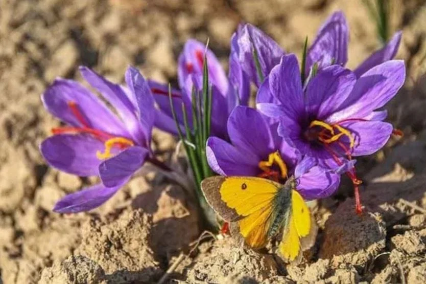 Saffron for Weight Loss