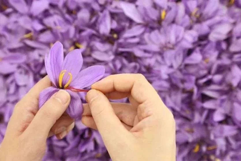 Saffron Brewing Techniques