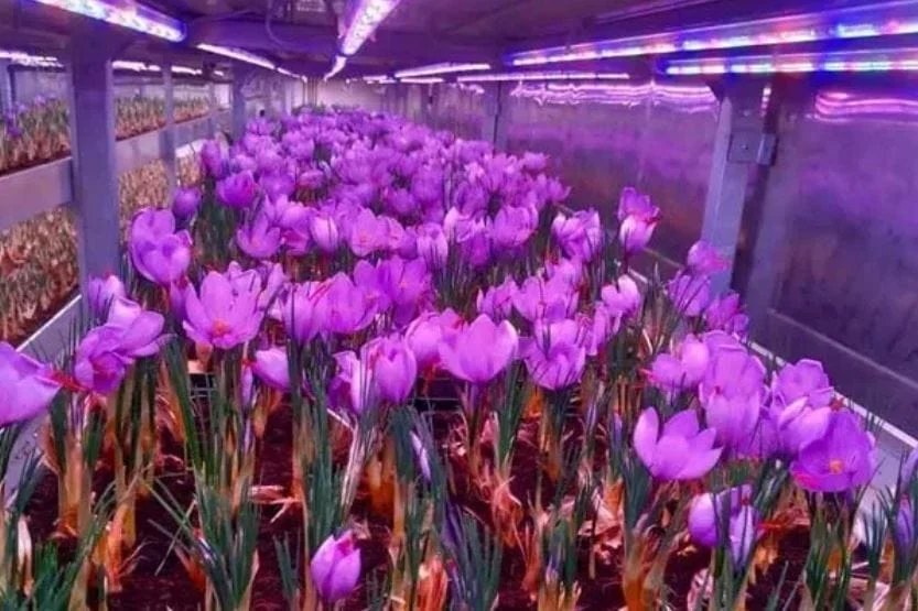 Saffron for Rheumatism
