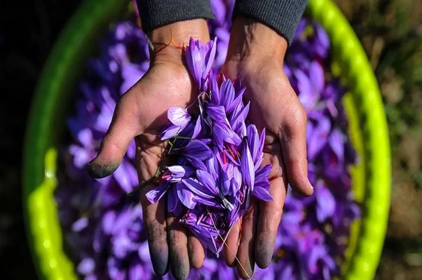 Saffron Bundle