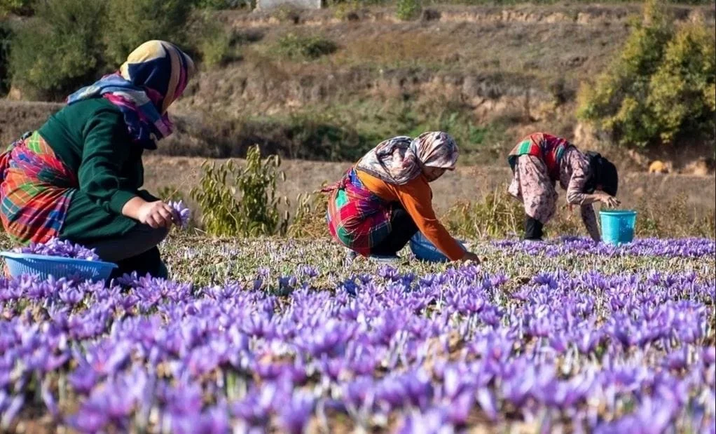 Saffron recipes for special occasions