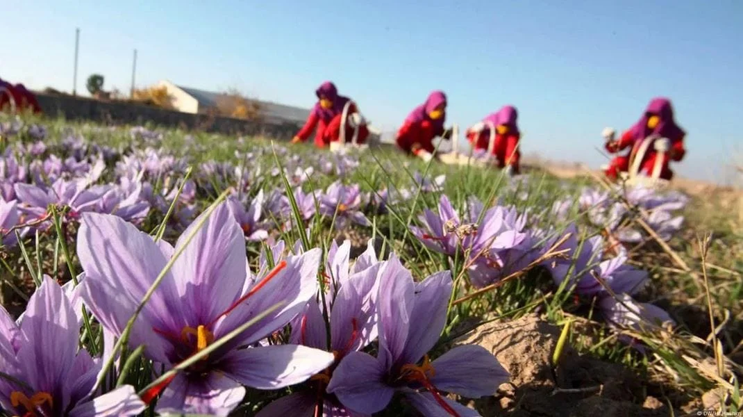 Saffron Cultivation Process