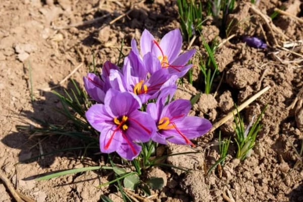 Selling saffron to tourists