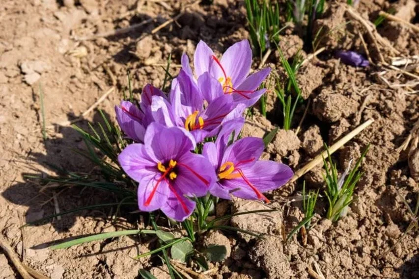 Selling saffron to tourists