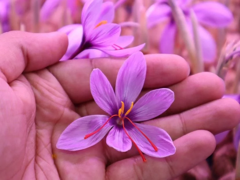 saffron for marinating fish