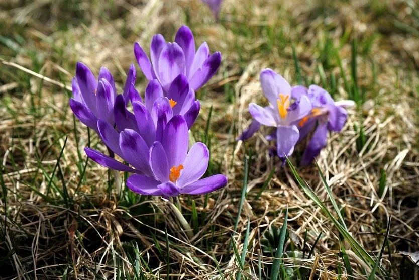 Saffron for mental health