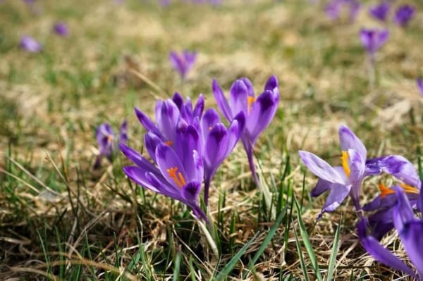 Saffron for cooking