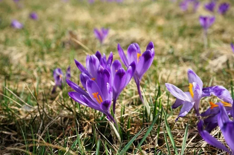 Saffron for cooking