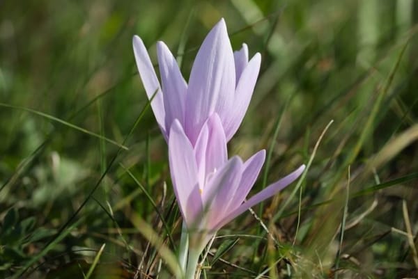 Saffron in Culinary Delights