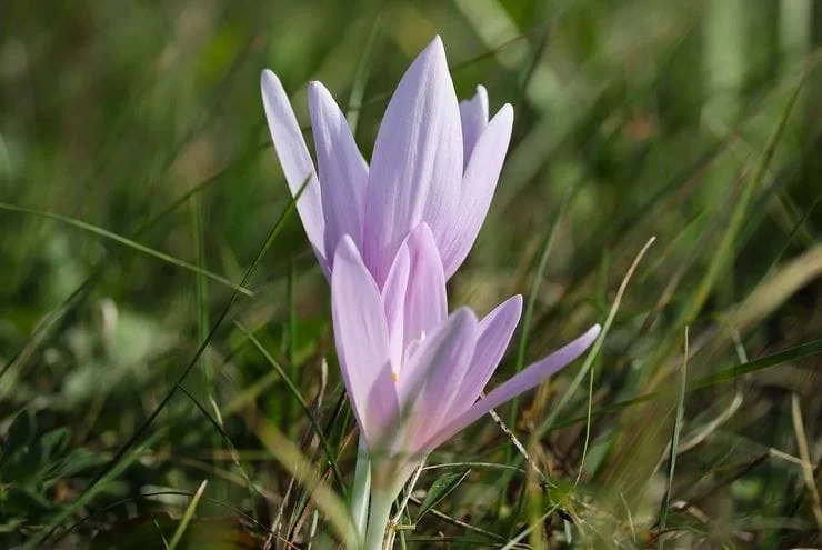 Saffron in Culinary Delights