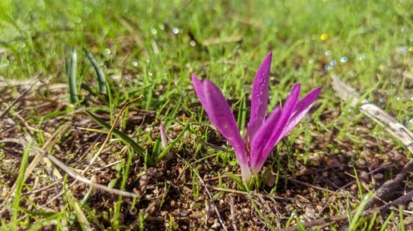 Saffron for Skin Care