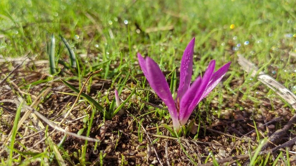 Saffron for Skin Care