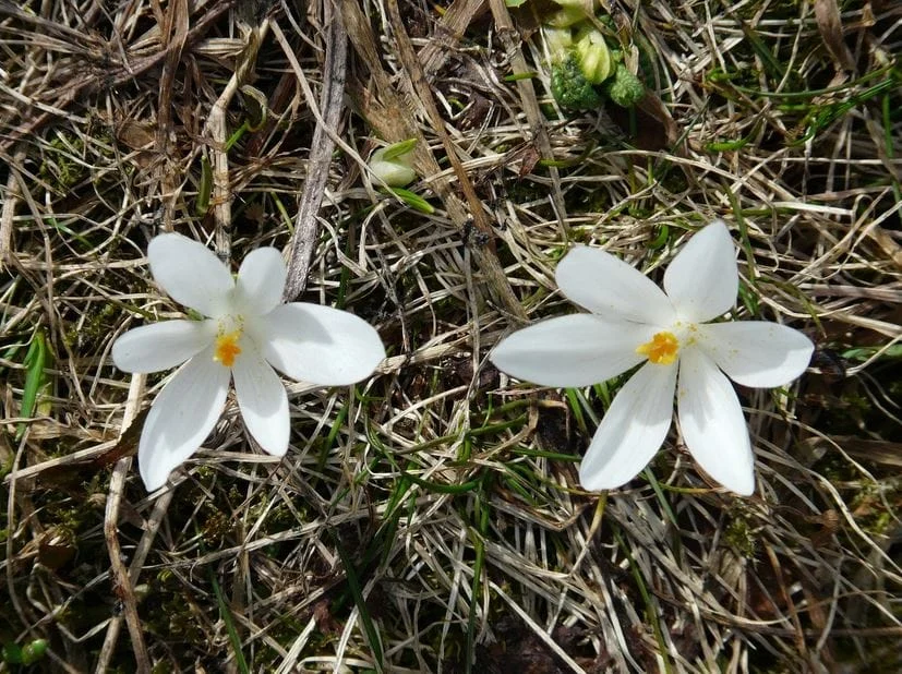 Saffron in cooking