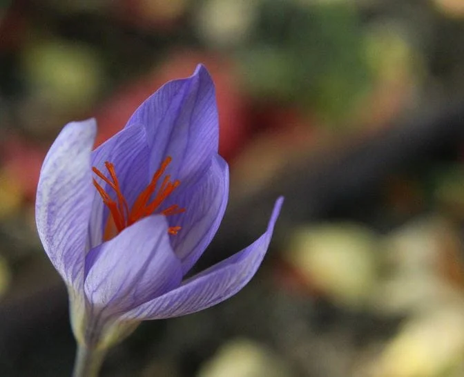 Best Time to Plant Saffron