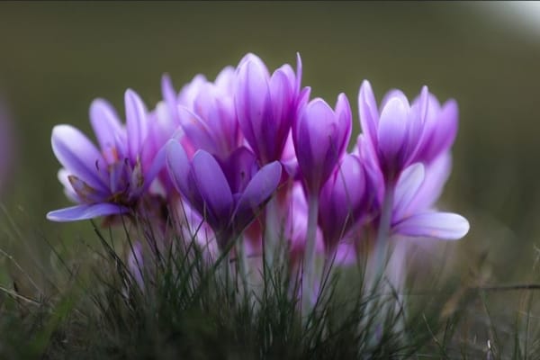 Saffron Irrigation Tips