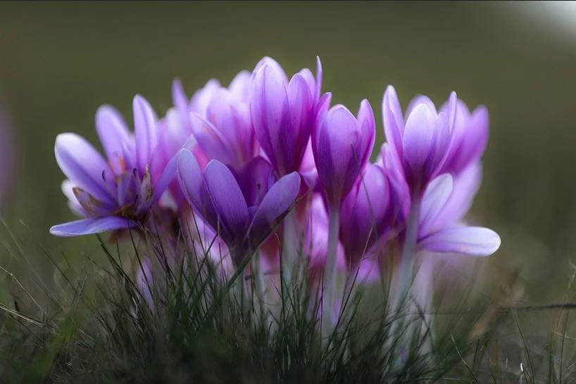 Saffron Irrigation Tips