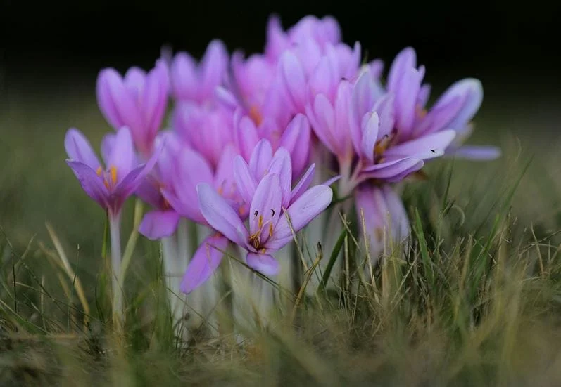 Saffron Fertilizers