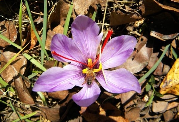 Delicious Saffron Recipes