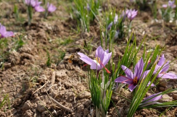 Saffron lemon drink benefits