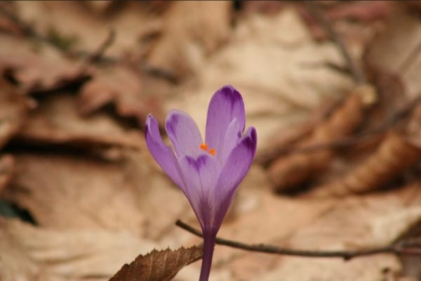 Iranian saffron market expansion