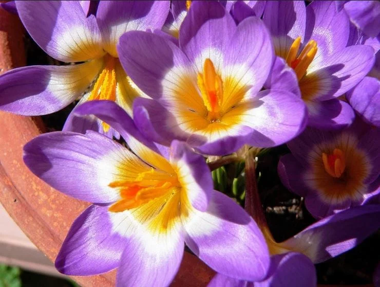 Saffron Farming in Isfahan