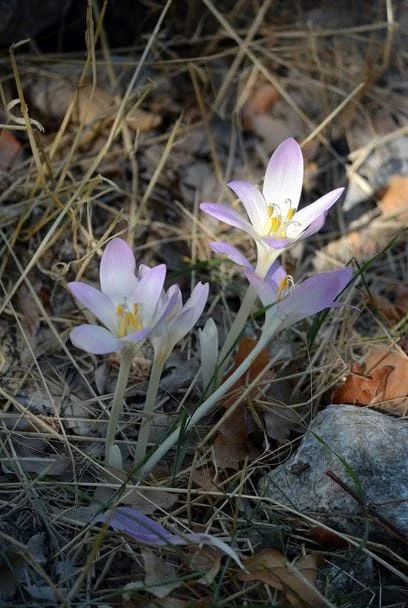 Long-Term Saffron Storage