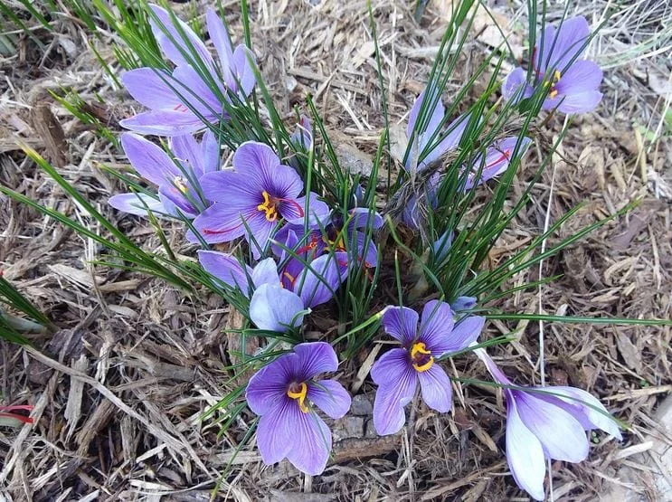 Wild Saffron Benefits