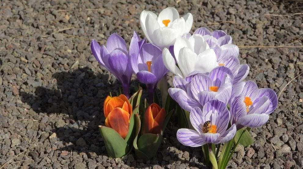 Growing saffron in the right land