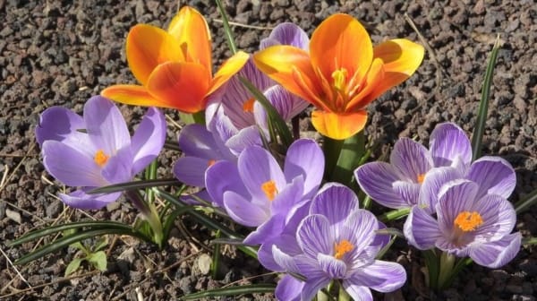 How to make saffron desserts