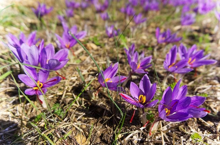 How to Brew Saffron