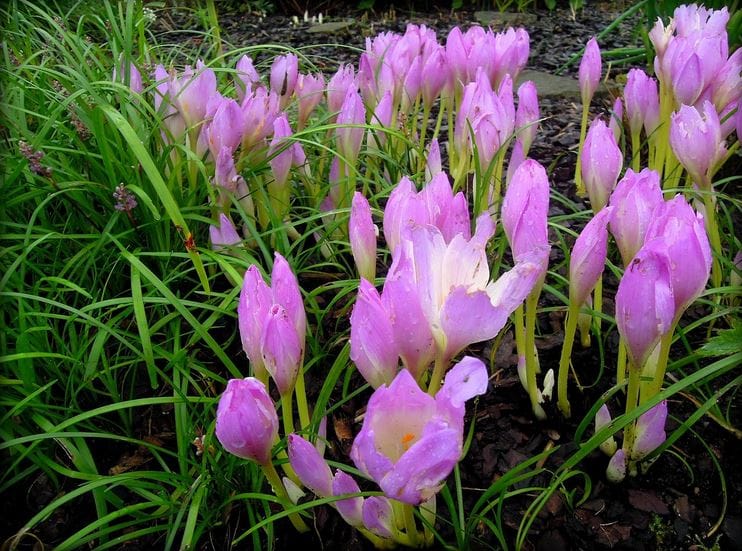 Saffron for Weight Loss