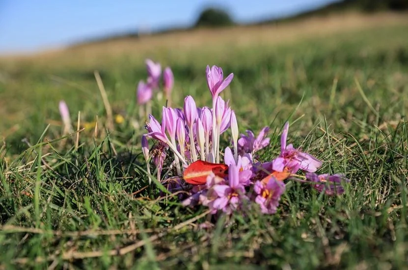 Saffron for ADHD treatment