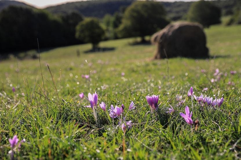Saffron Farm Nutrition Plan