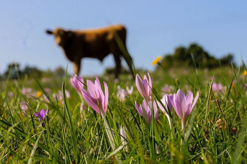 Enhancing Saffron Flowering