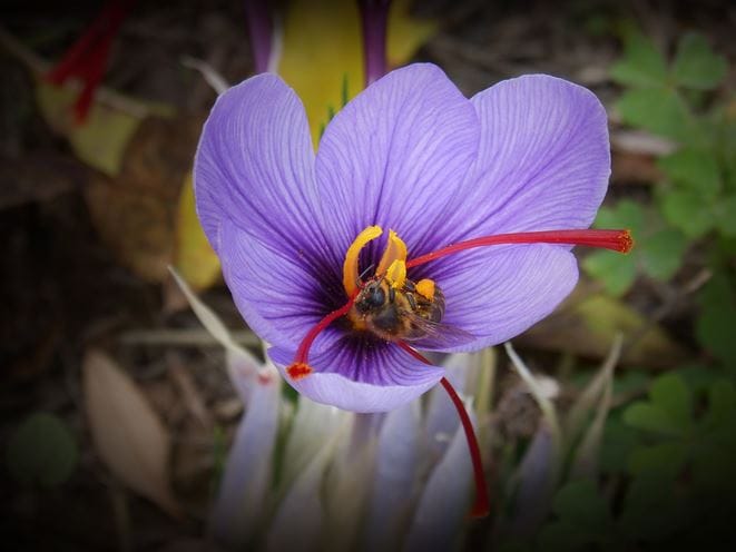 Saffron cultivation in Iran