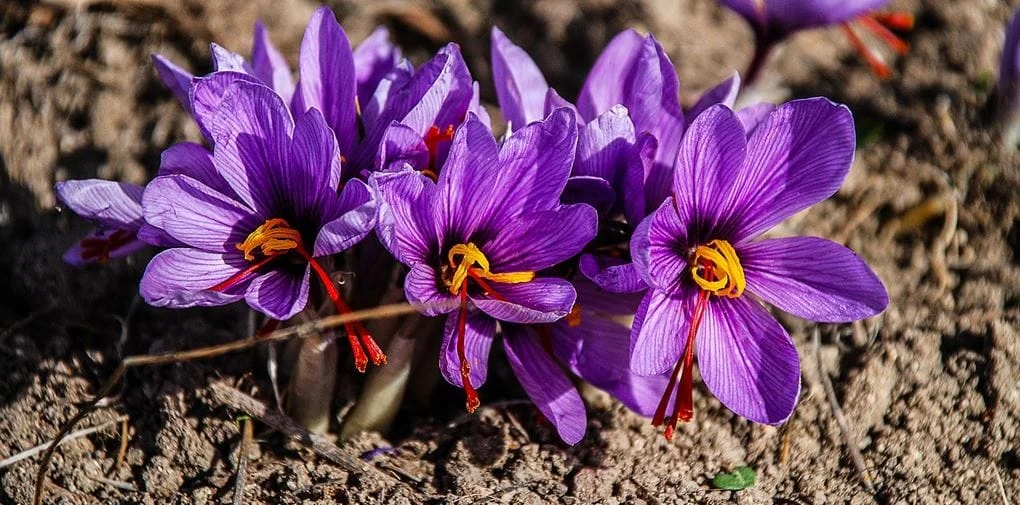 saffron cultivation history