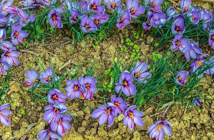 Saffron Grinder Benefits
