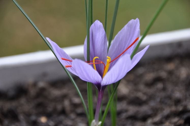 Saffron Weight Measurements