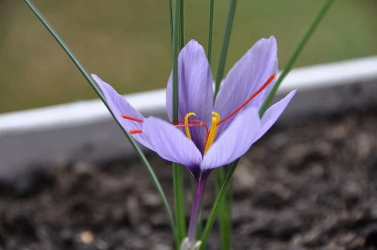 Saffron Weight Measurements