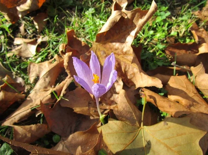 Saffron in Cooking