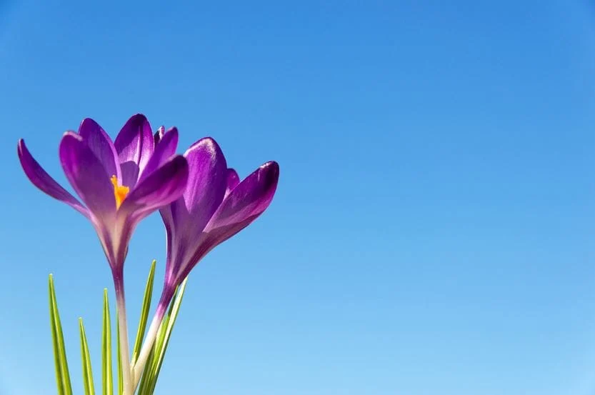 Health risks of saffron consumption