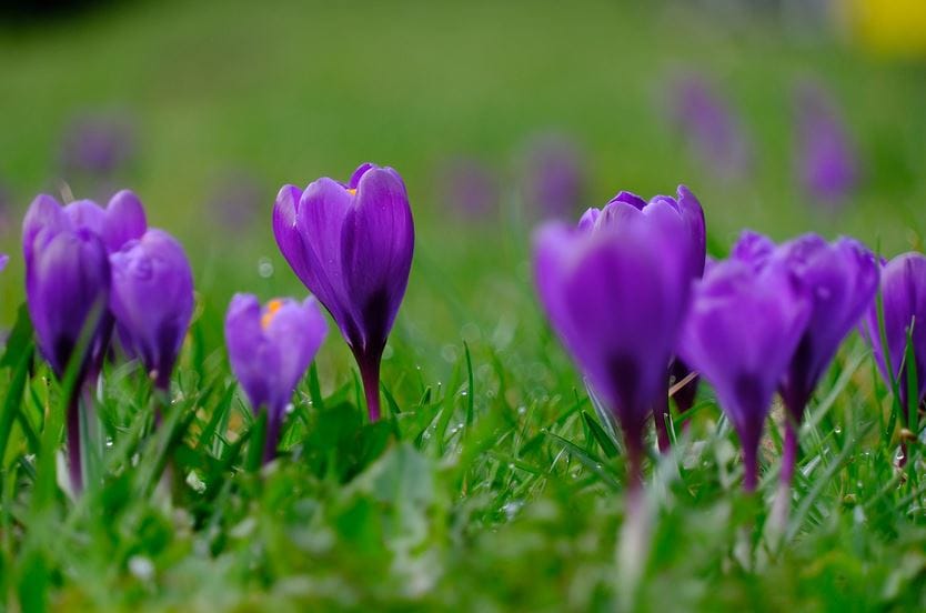 saffron for hyperactivity treatment