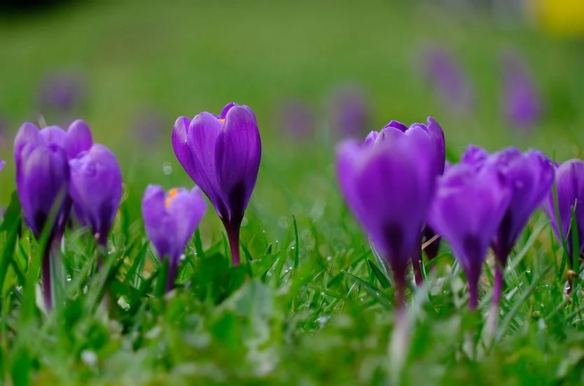 saffron for hyperactivity treatment