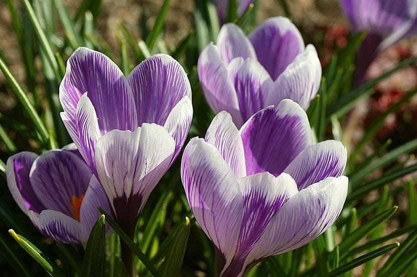 Factors Affecting Saffron Growth